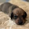 Miniature dachshund puppies FEMALES