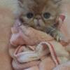 Beautiful persian kitten cfa registered