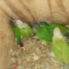 Conure Babies $300 each