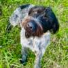 Rehoming 2 Year old GWP