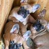 Akc Frenchie All Males