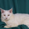 Proven white male maine coon