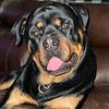 STUD SERVICE German Rottweiler