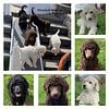 Standard Poodle Puppies 2025