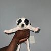 3 female beautiful American pit bull terrier puppies-all tri Carriers