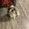 Male Cute SHIH TZU About 1Year Old
