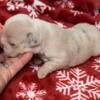 Frenchie babies! reserve for Christmas!  Merle, blue 