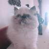 Persian Himalayan kitten (female)