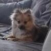  looking for a pomsky stud