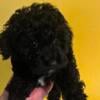 Toy Poodle male Born March 20 , 2024