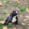 Loving female American Bully Puppy in need of a forever home!