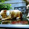 Mocha , 10 Weeks Ready To Go.!