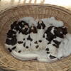 English Springer Spaniel Puppies