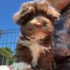 Havanese Puppies AKC