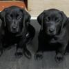 AKC Black Labrador Retriever Puppies