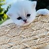 Silver chinchilla persian kittens