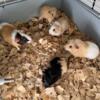 Female Baby Guinea pig Rodents For Adoption