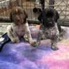 5 wk old female GSP pups  - FIELD & FAMILY DOGS - champion bloodlines and great personalities 