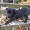 Aussie mixed with Lab pups