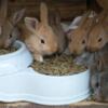 Mixed breed rabbits for sale.