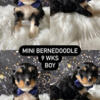 Mini Bernedoodle boy seeking good home