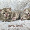 Snow Bengal kittens
