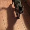 1 year old male cat