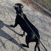 Female Cane Corso