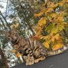 Bengal male