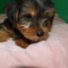 Yorkshire puppies for sale Alyssa