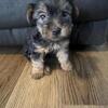 CKC Yorkie