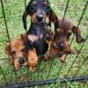 Miniature Dachshund Dapple Puppy!