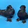 Mated pair Hungarian House Pigeons