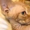 Registered Devon Rex male kitten! Looking for his future home!