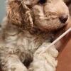 Goldendoodle Puppy Multigen