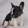 French Bulldog Puppies