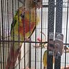 Conures