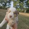 Small mini aussie male