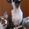 TICA Devon Rex Female Kittens Looking for Love Exp. Small In-Home Breeder w/References