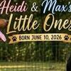 Westcoast Doberman puppies