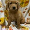 AKC Registered- 4 boys and 1 girl available