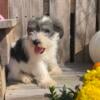 AKC Mini Schnauzers-Topeka Indiana- $375