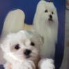 Female Maltese Beautiful