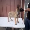 5 BELGIUM MALINOIS PUPPIES FOR SALE