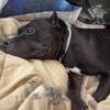 Free bully female
