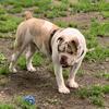 13 month old male Olde English Bulldogge 