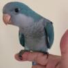 Baby Blue Quaker Parrot