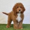 Cavapoo Puppies Available