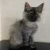 Petite Siberians - TICA registered - Siberian kittens - hypoallergenic kitten/cat (6-10 lb cats)