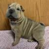 Beautiful blue fawn Shar Pei puppy!